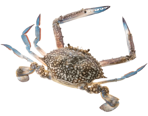 Crab